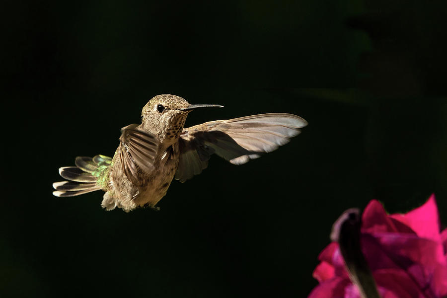 Female Rufous Hummingbird Photograph by Inge Riis McDonald
