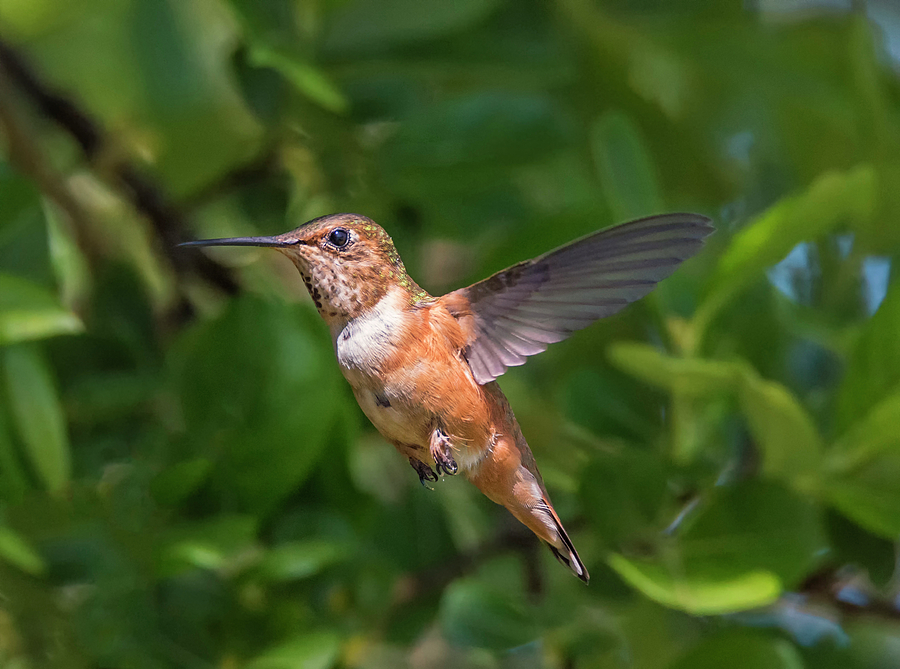 Female Rufous Hummingbird Photograph by Loree Johnson