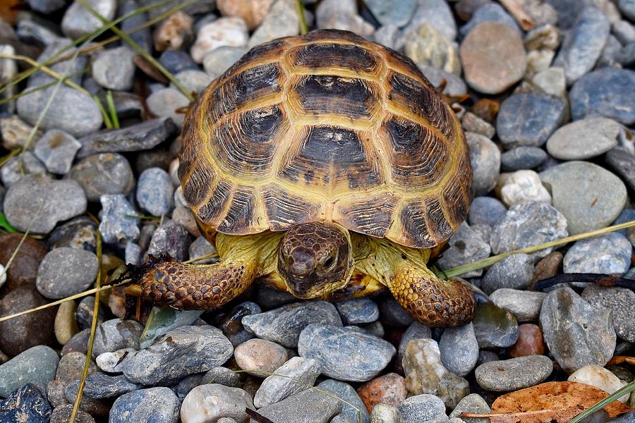 Female Russian Tortoise Photograph by Maria Jansson