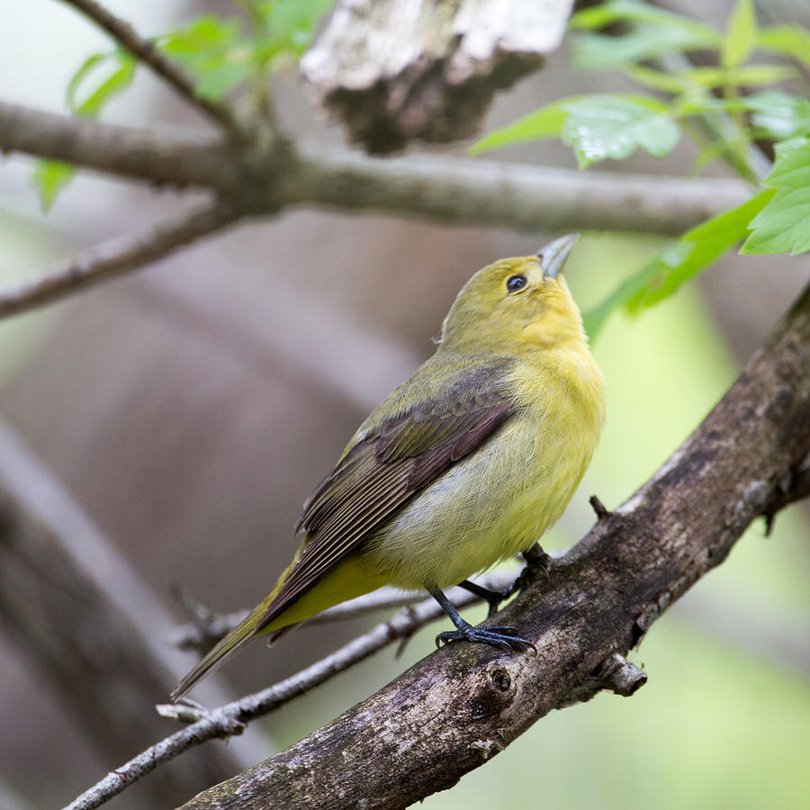 Female Scarlet Tanager Photograph by Dave Whited Fine Art America