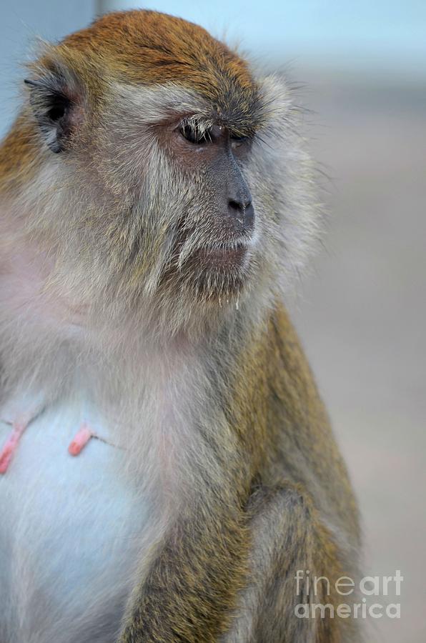 Female seated long tailed macaque monkey intently stares  Photograph by Imran Ahmed