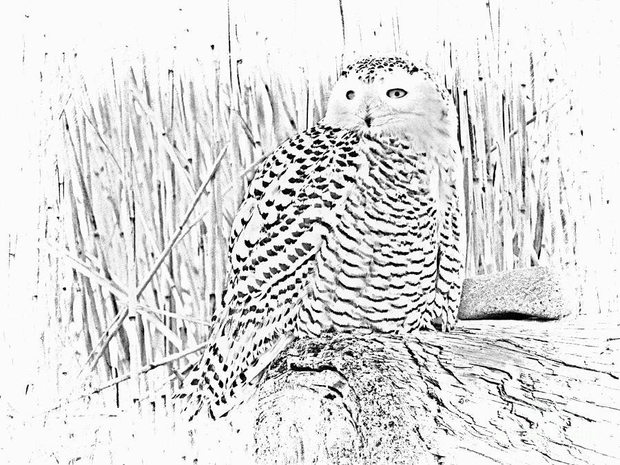 Female Snow Owl Photograph by Marcia Lee Jones