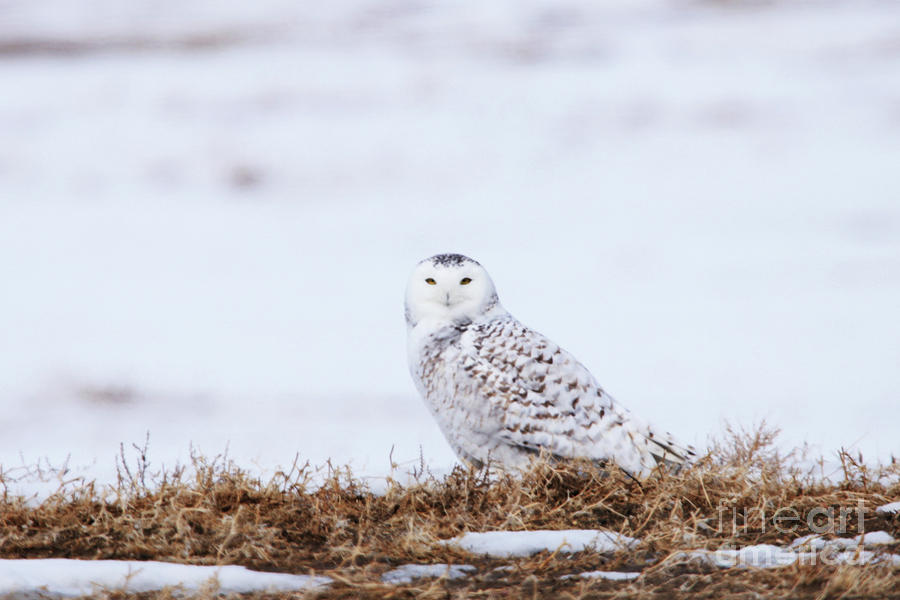 Female Snowy Owl Photograph by Alyce Taylor