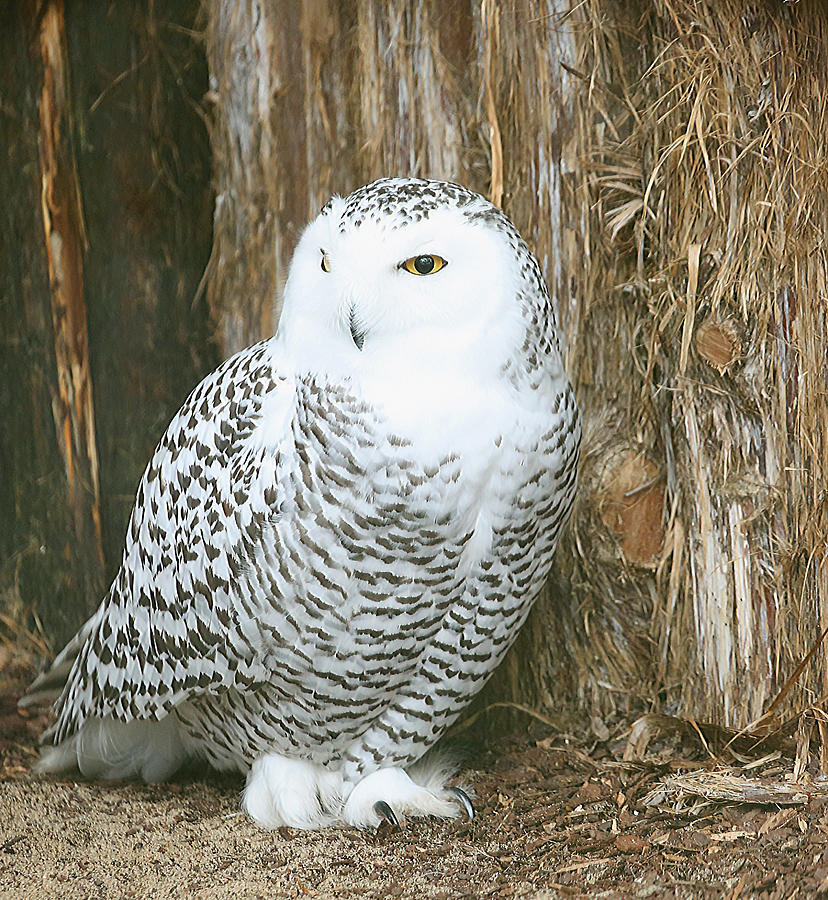 Female Snowy Owl Photograph by Gina Fitzhugh