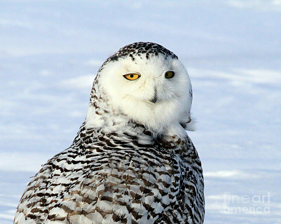 Female Snowy Owl Photograph by Paula Guttilla