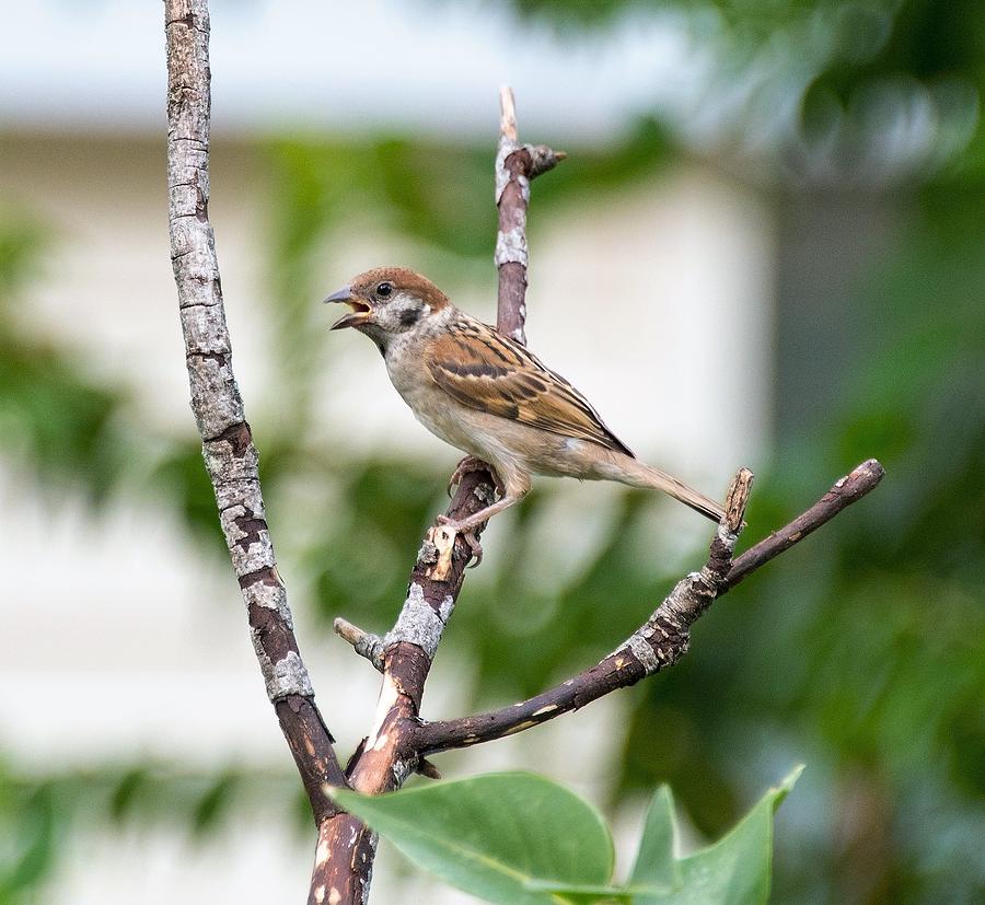 Female Sparrow by Chris White Photograph by C H Apperson
