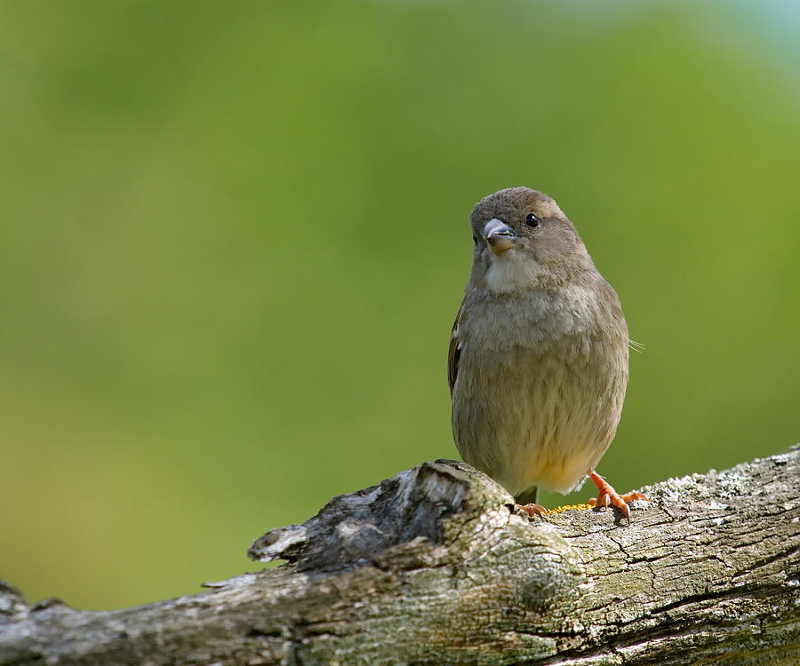 Female sparrow Photograph by Elenarts - Elena Duvernay photo