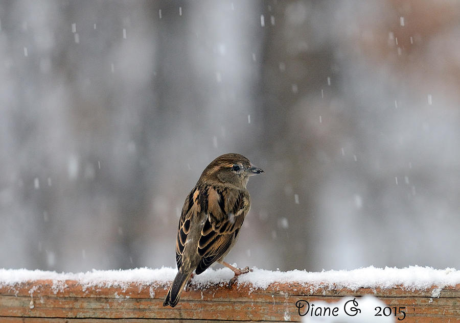 Female Sparrow in snow Photograph by Diane Giurco