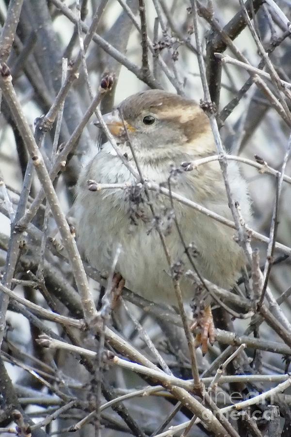 Female Sparrow by Joanne Young Female Sparrow by Joanne Young