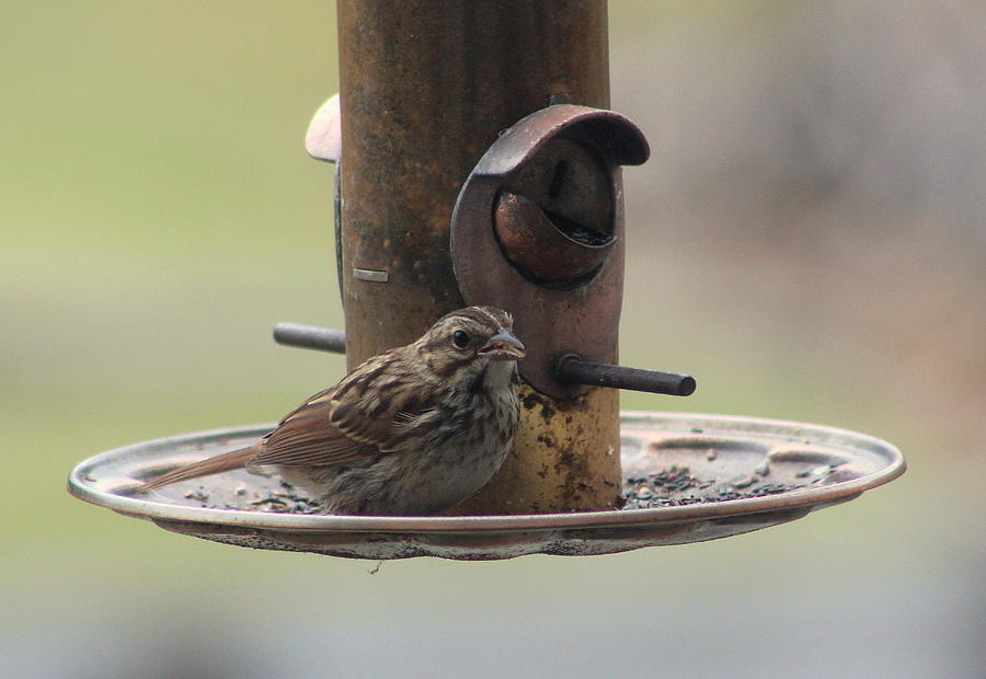 Female Sparrow on Birdfeeder Photograph by Anita Hiltz - Fine Art America