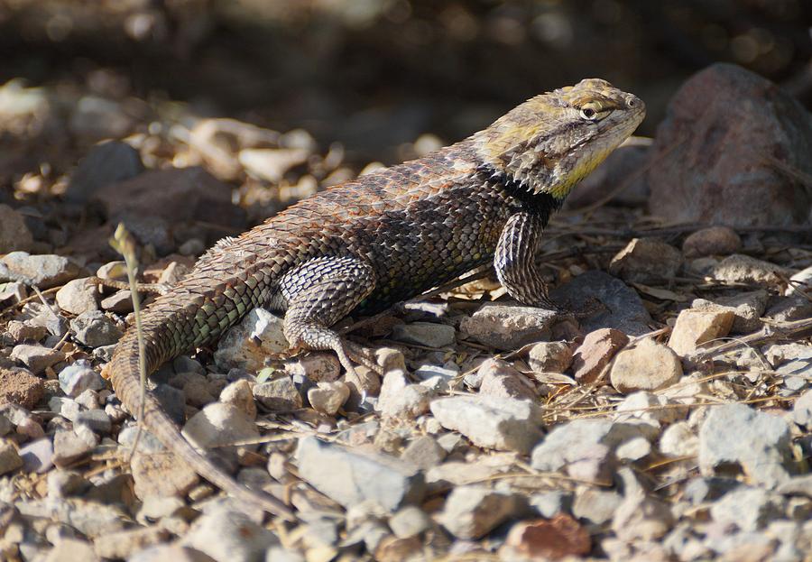 Female Spiny Lizard Photograph by Dennis Boyd - Pixels