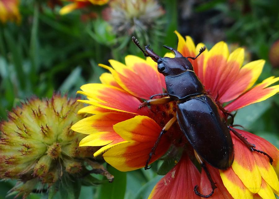 Female Stag Beetle Photograph by Dark Whimsy