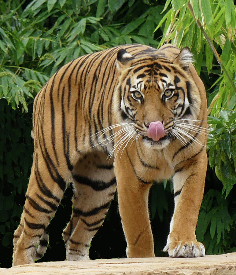Female Sumatran Tiger Photograph by Margaret Saheed