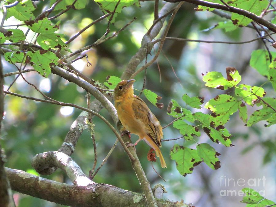 Female Summer Tanager Photograph