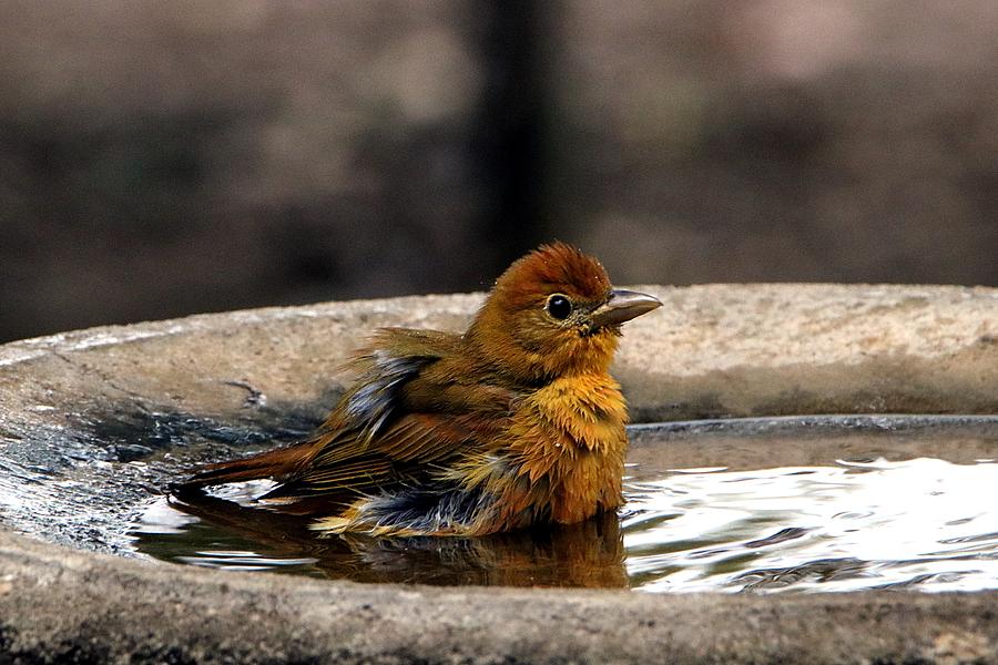 Female Summer Tanager in Bird Bath Photograph by Sheila Brown