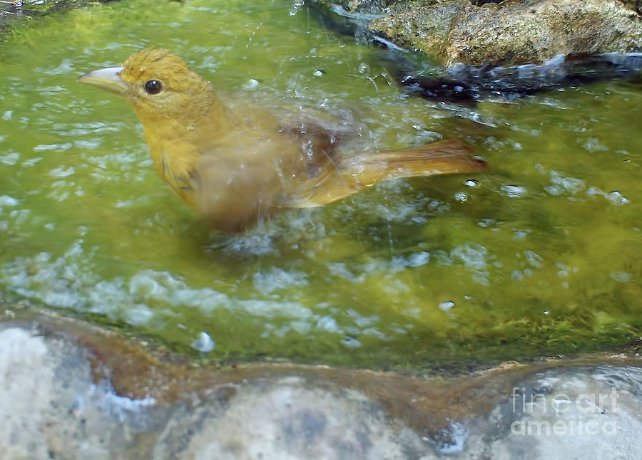 Female Summer Tanager Making A Splash Photograph by D Hackett