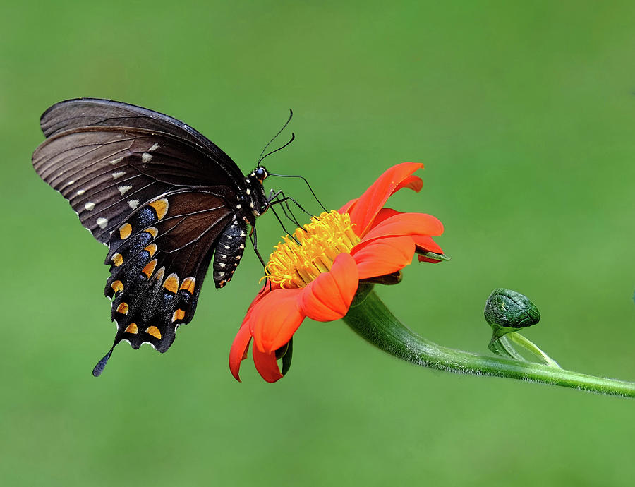 Eastern Black Swallowtail #1 Photograph by Ronda Ryan