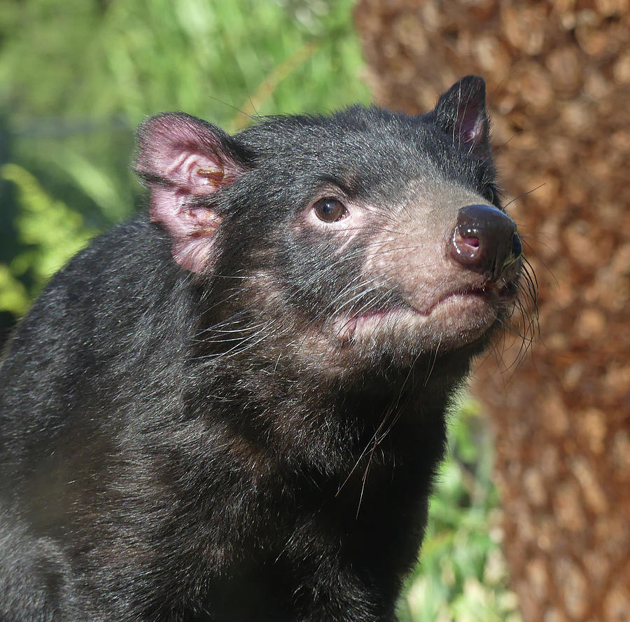 Female Tasmanian Devil Photograph by Margaret Saheed