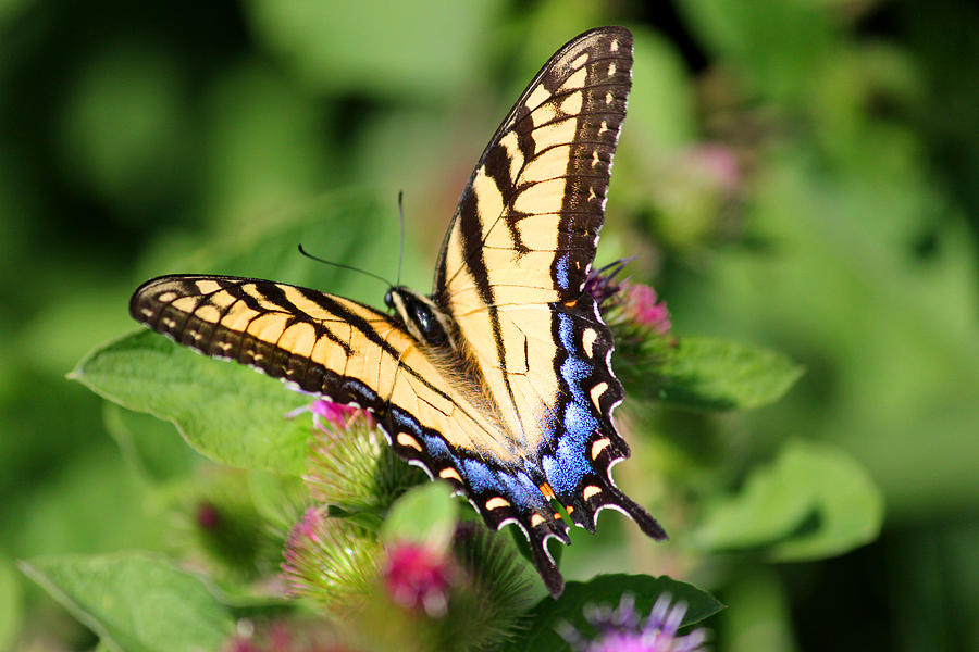 Female Tiger Swallowtail On Burdock Photograph by Brook Burling