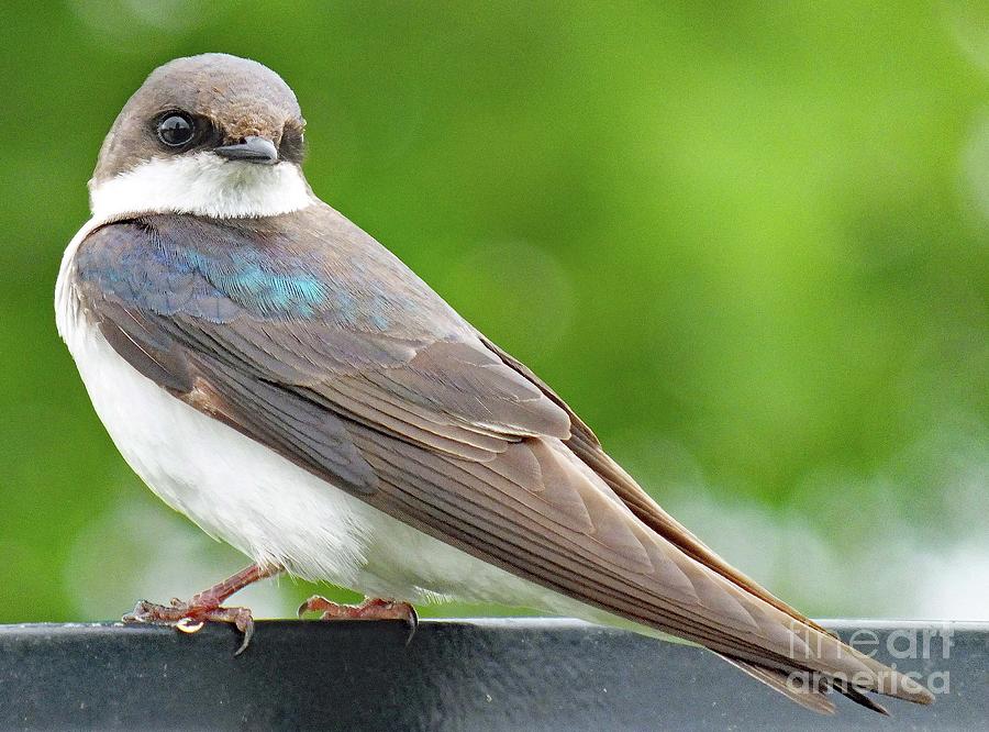 dull-beauty-female-tree-swallow-photograph-by-cindy-treger