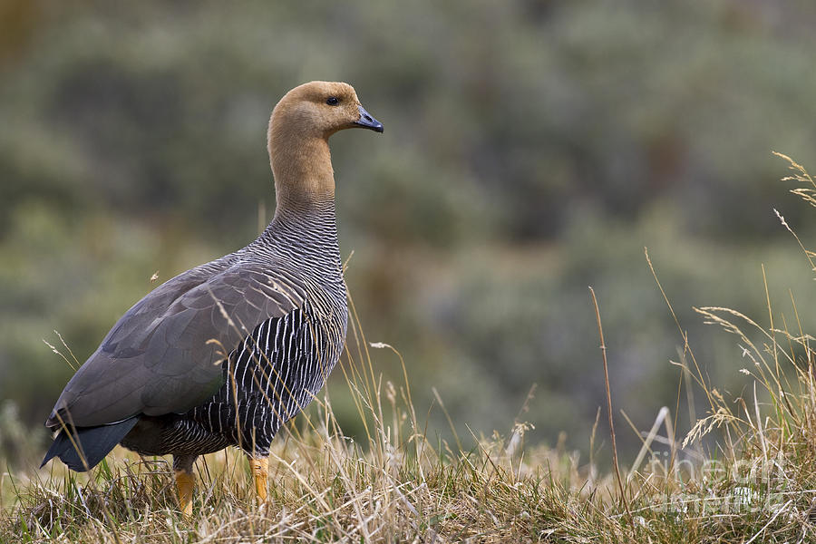 Goose Photograph - Female Upland Goose by Jean-Louis Klein & Marie-Luce Hubert