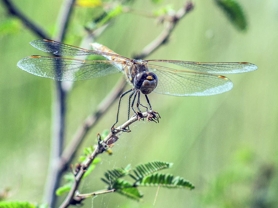 Female Variegated Meadowhawk Dragonfly 7634-101417-1cr Photograph by Tam Ryan