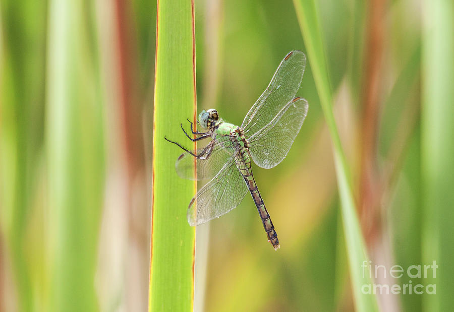 Female Western Pondhawk Dragonfly  Photograph by Ruth Jolly