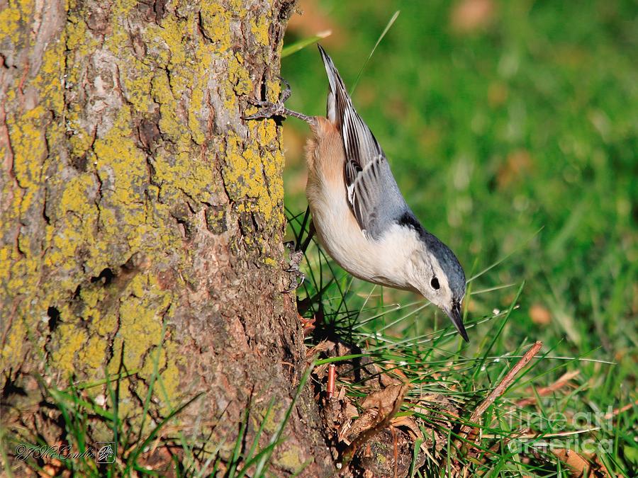 Female White-breasted Nuthatch Photograph by J McCombie