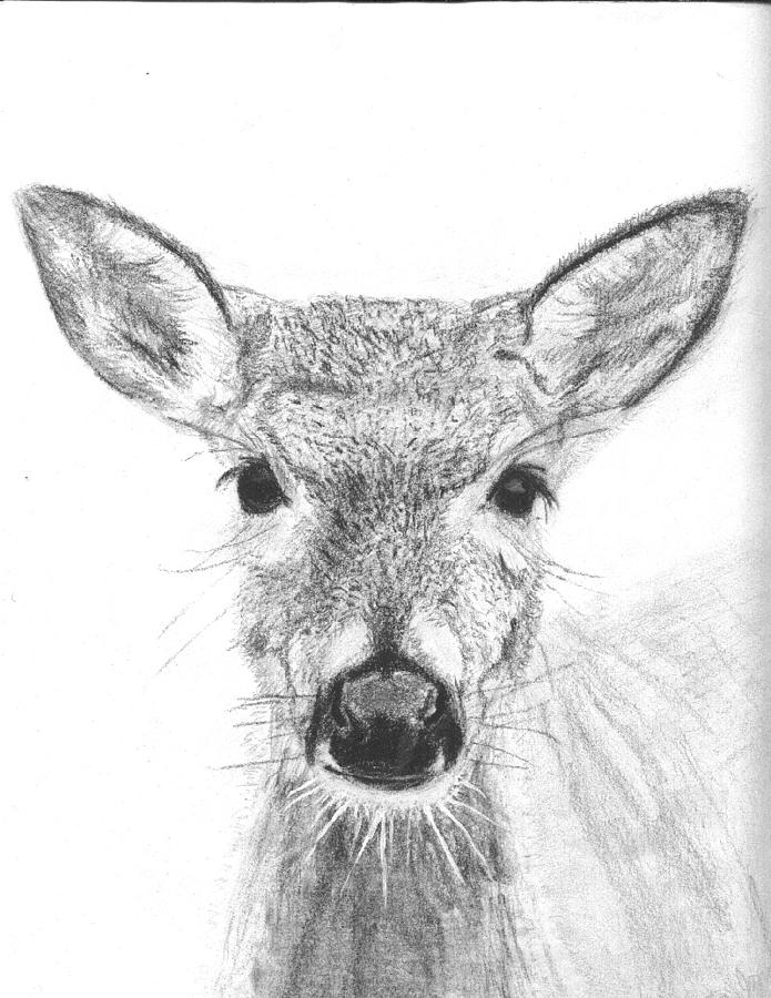 Deer Drawing - Female White-tailed Deer by Marqueta Graham