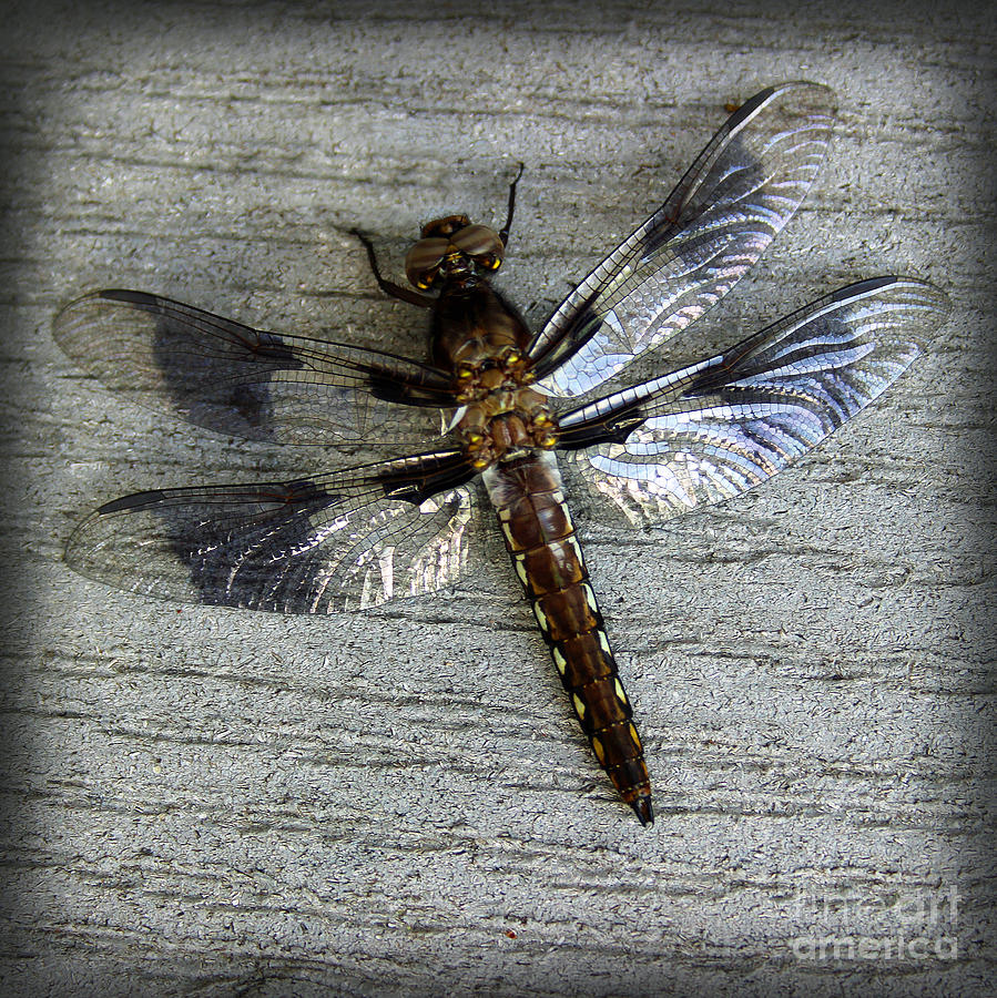 Nature Photograph - Female Whitetail Skimmer Dragonfly by Karen Adams