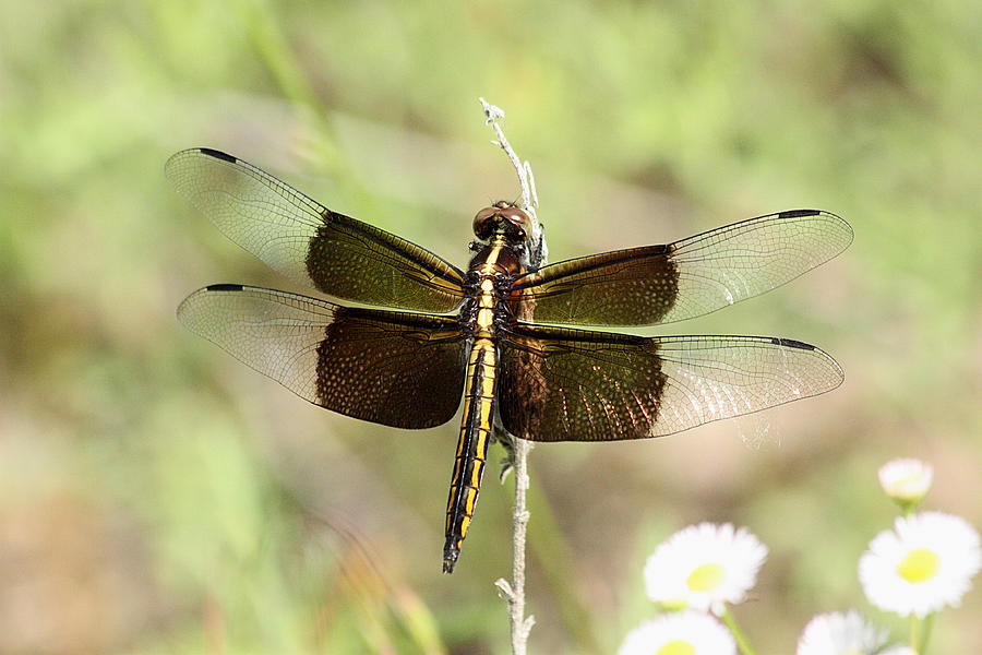 Female Widow Skimmer Dragonfly Photograph by Sheila Brown