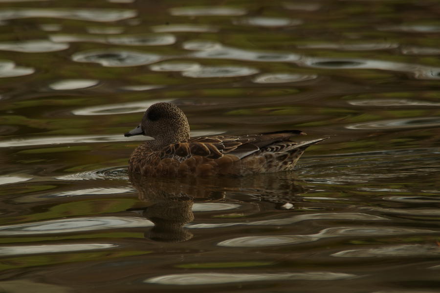 Female Wigeon Photograph by Jeff Swan