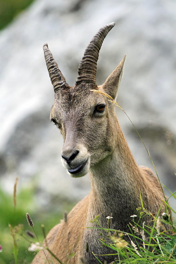 Female wild alpine ibex - steinbock portrait Photograph by Elenarts - Elena Duvernay photo