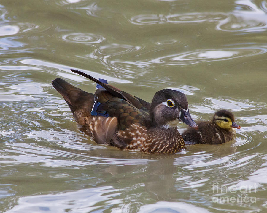 Duck Photograph - Female Wood Duck and Duckling by TN Fairey
