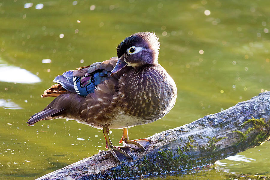 Female Wood Duck Photograph by David Gn