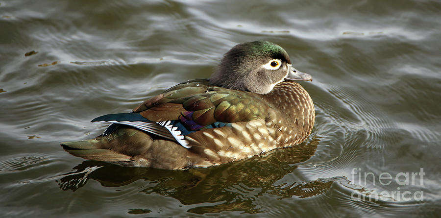 Female Wood Duck Photograph by Elizabeth Winter