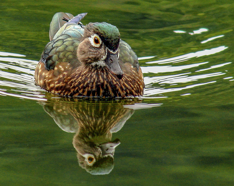 Female Wood Duck Photograph by Jean Noren