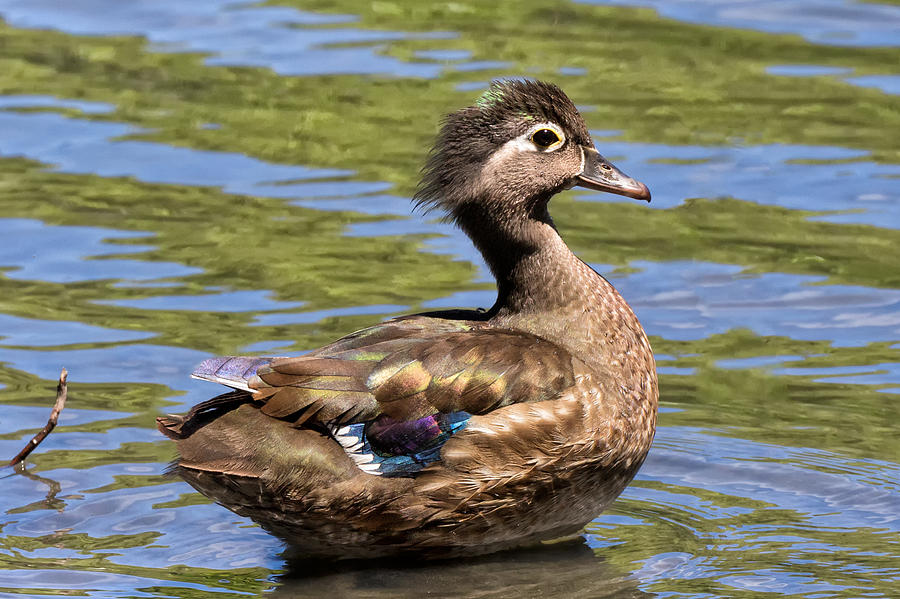 Female Wood Duck Photograph by Kathleen Bishop