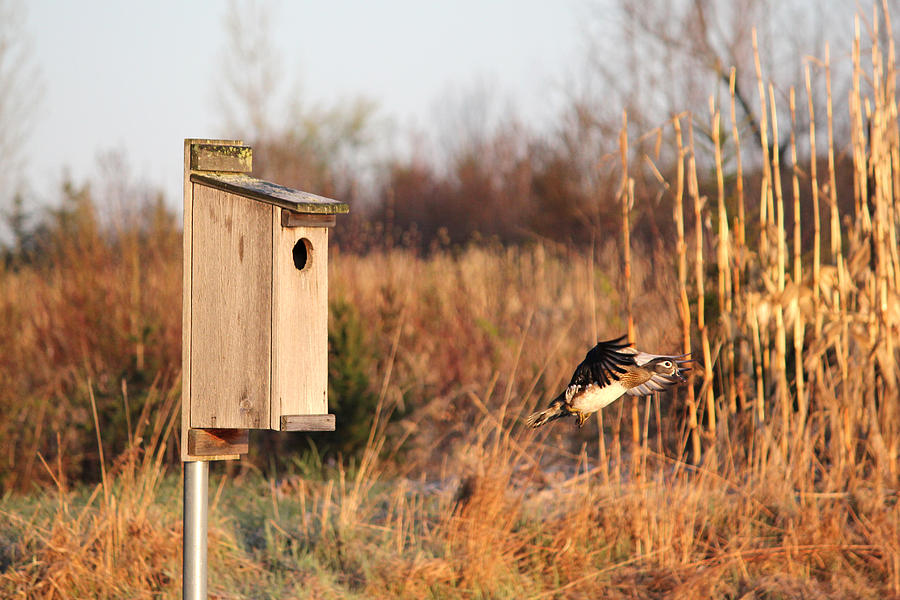 Female Wood Duck leaving NestBox Photograph by Brook Burling