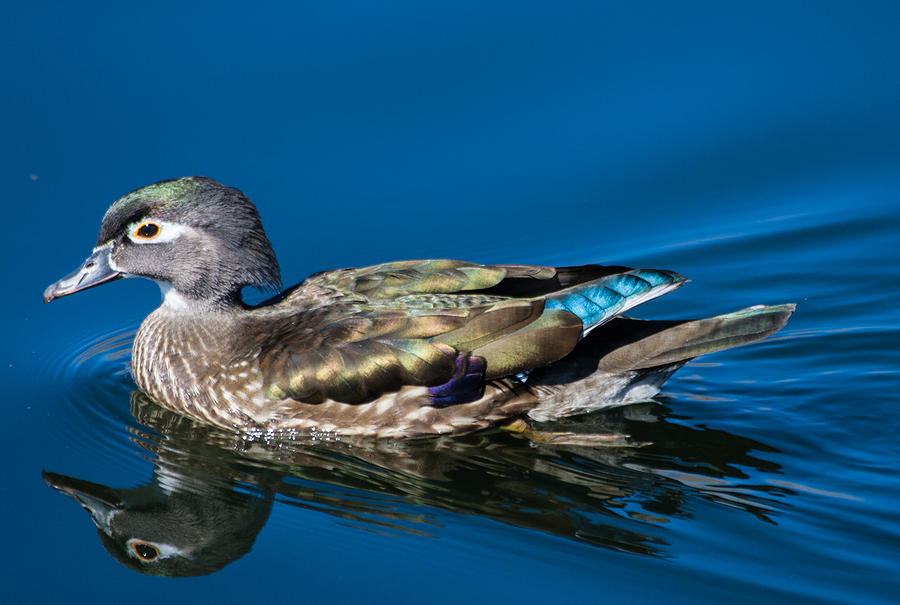 Female Wood Duck Photograph by Mindy Musick King