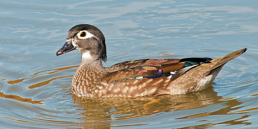 Female Wood Duck Photograph by Neil Doren - Fine Art America