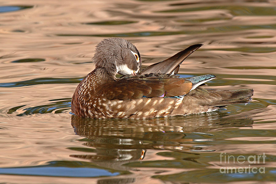Duck Photograph - Female Wood Duck Preening On The Water by Max Allen