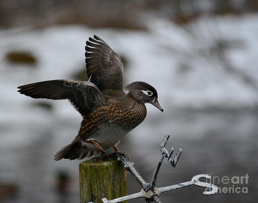 Female Wood Duck Photograph by Steve Brown