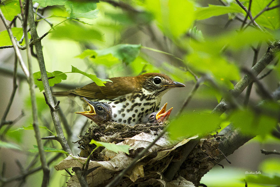 Female Wood Thrush With Chicks In Nest Photograph by Christina Rollo