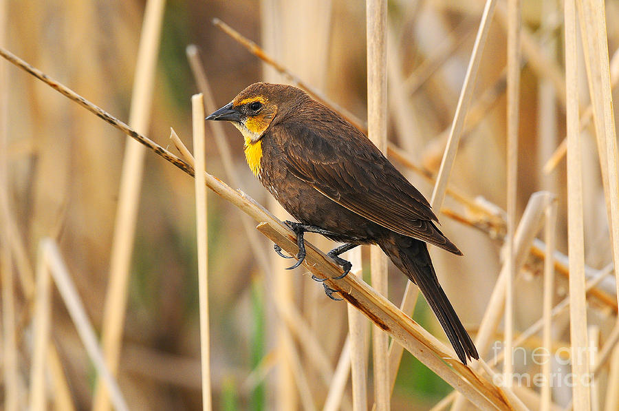 Female Yellow Headed Blackbird Photograph By Dennis Hammer