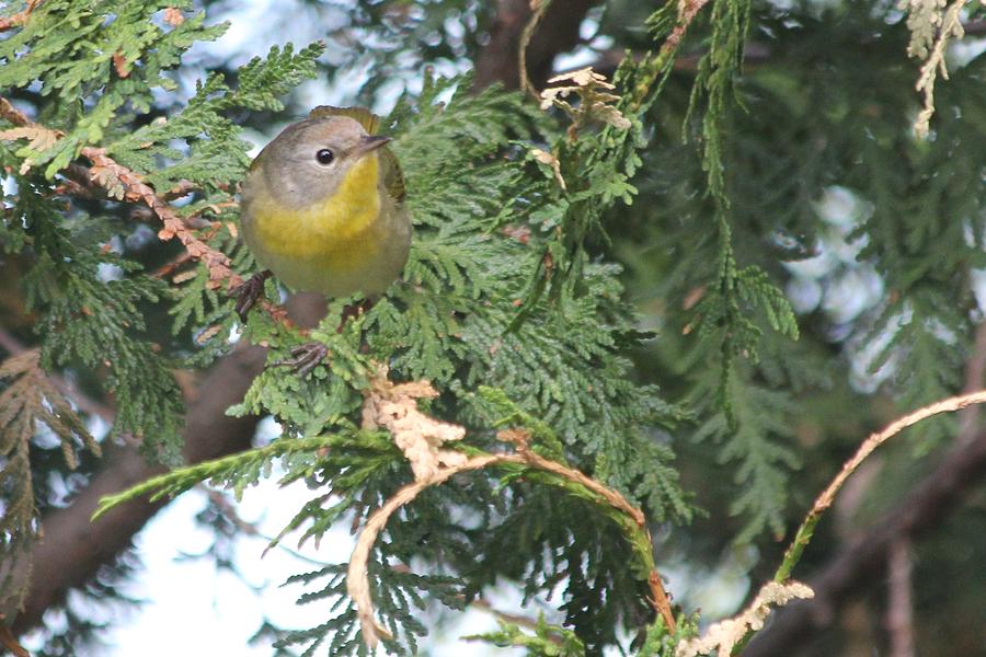 Female Yellowthroat Warbler Photograph by John Meader