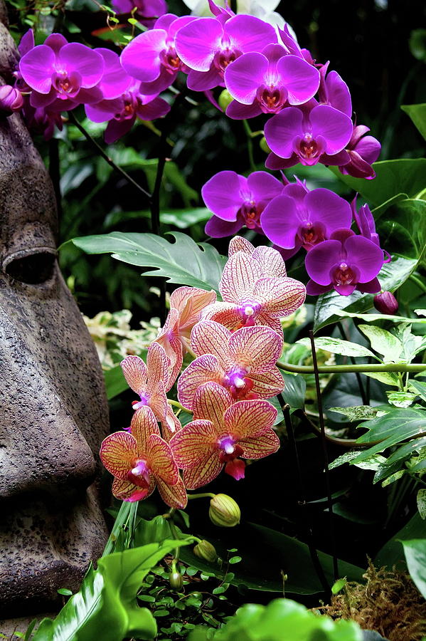 Females face and orchids Photograph by Alex Lyubar