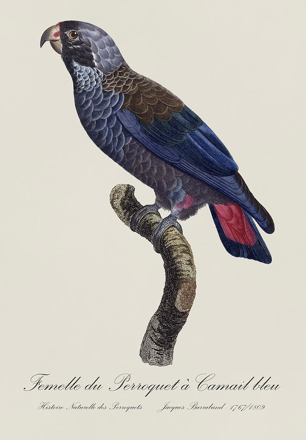 Femelle du Perroquet a Camail bleu / Dusky parrot - Restored 19thc.parrot illustration by Barraband Photograph by SP JE Art