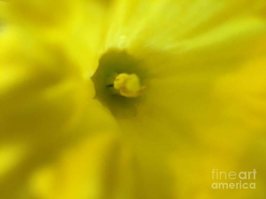 Flower Photograph - Femininity In Yellow by LeLa Becker