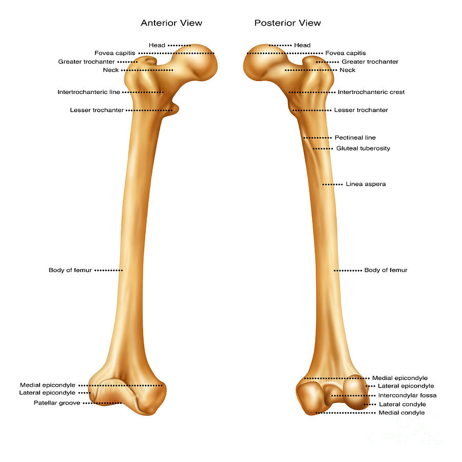 Femur, Anterior And Posterior View Photograph by Gwen Shockey